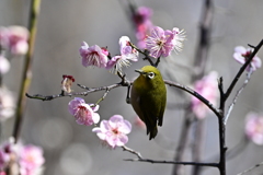 梅が丘のメジロ４