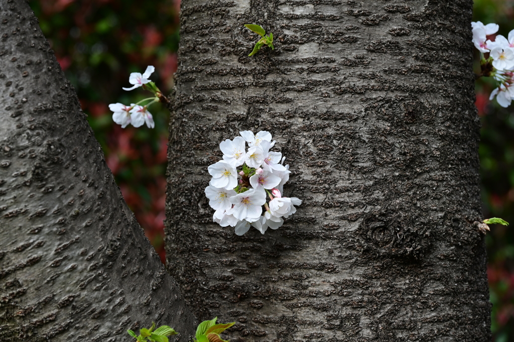 桜