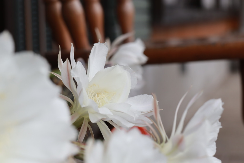 サボテンの花_IMG_1399