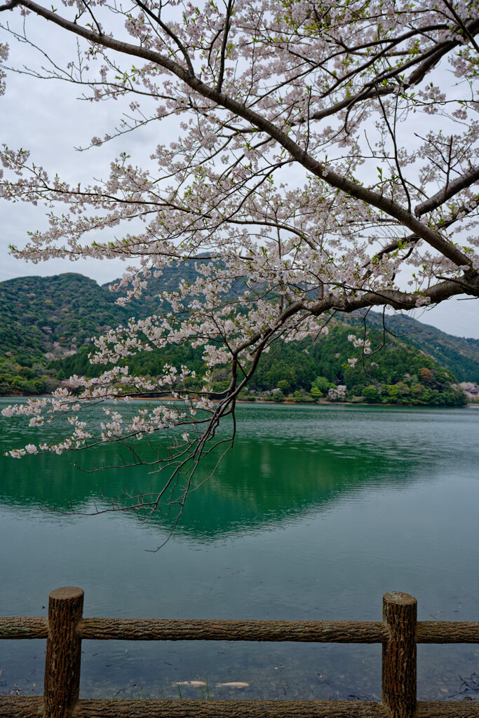 桜前線通過中