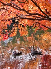 紅葉の見納め