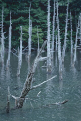 枯れ木