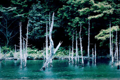 新緑のなかで