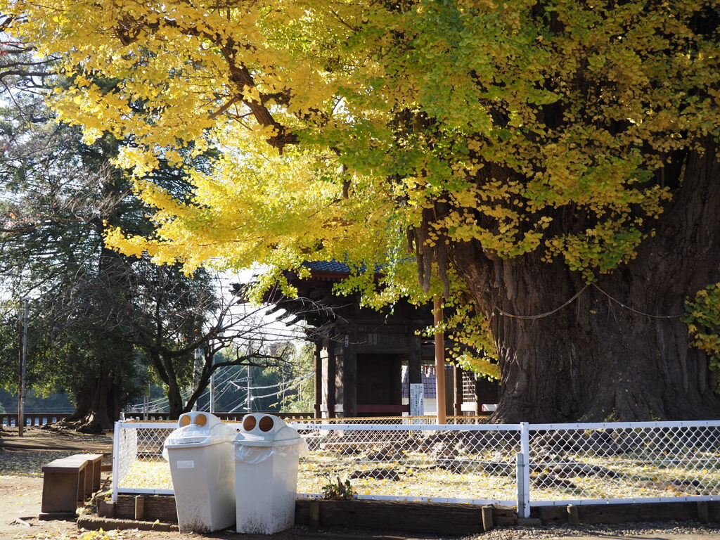 大銀杏の下で by カゲヒナタ （ID：11481948） - 写真共有サイト:PHOTOHITO