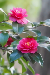 山茶花
