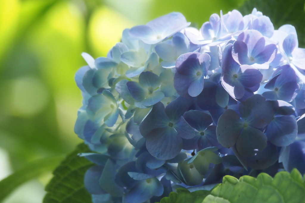 青い紫陽花