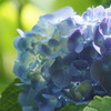 青い紫陽花