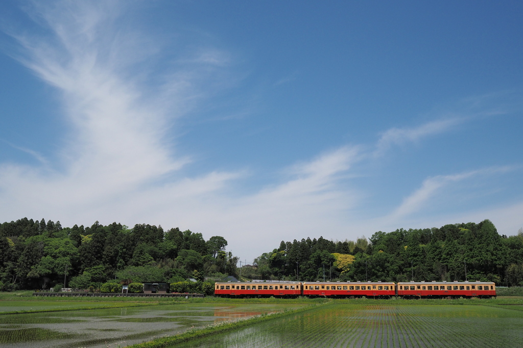 田園