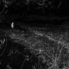 stand alone