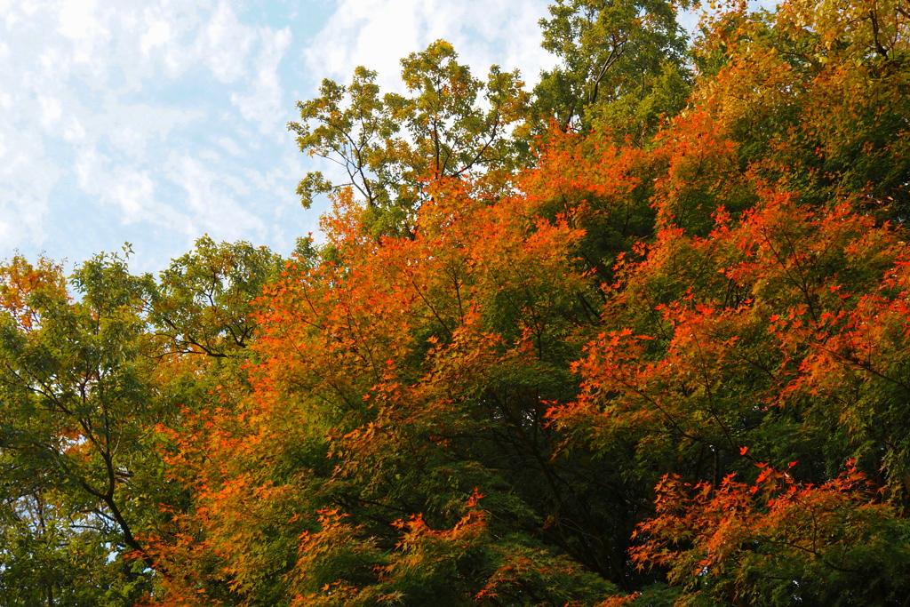 気分紅葉