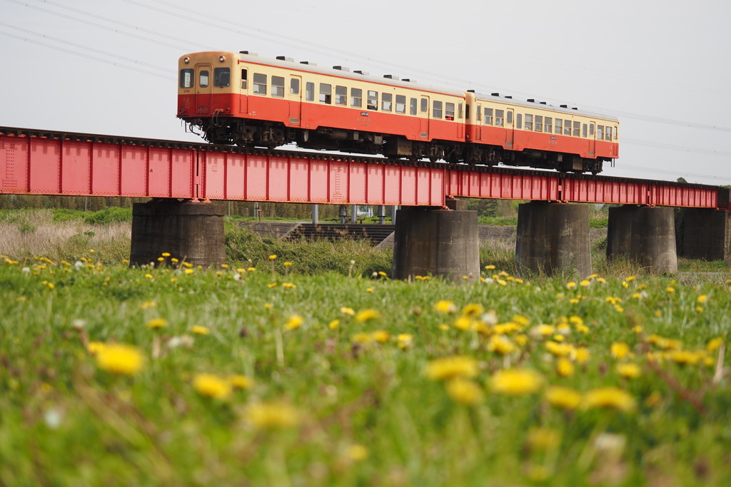 たんぽぽ列車