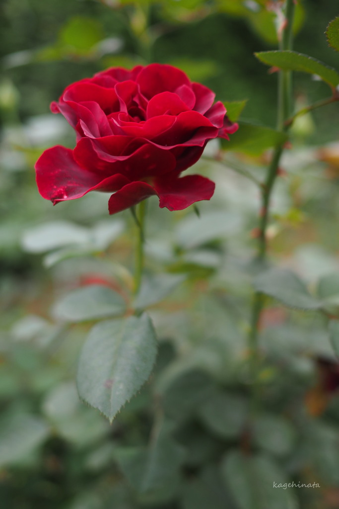 赤薔薇
