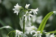 ネギの花