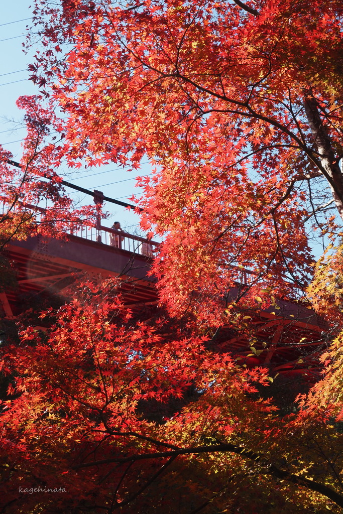 紅いモミジと赤い橋