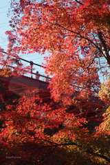 紅いモミジと赤い橋