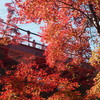 紅いモミジと赤い橋