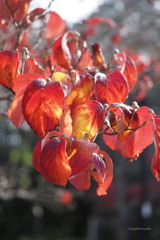 red leaves