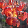 red leaves
