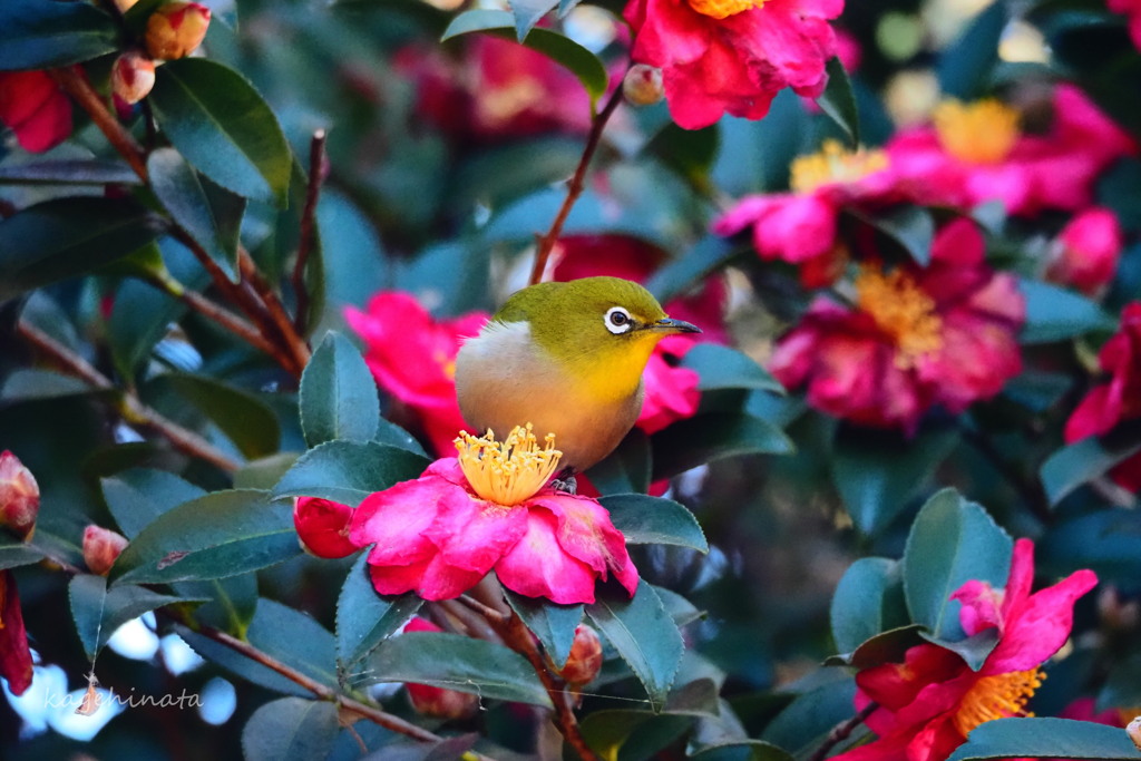 山茶花とメジロ