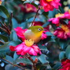 山茶花とメジロ