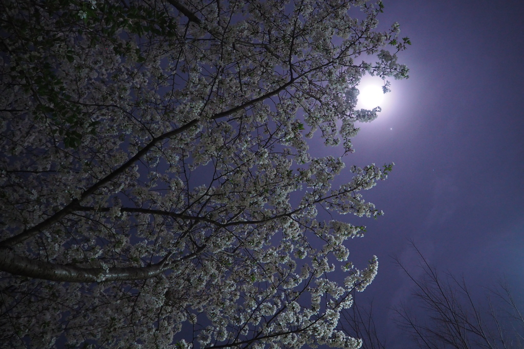 月夜の桜