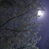 月夜の桜