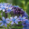 blue flowers