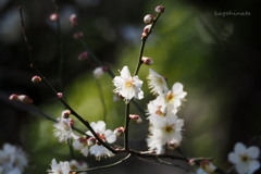 小梅
