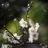 小梅