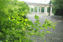 青葉の庭園