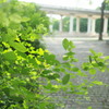 青葉の庭園