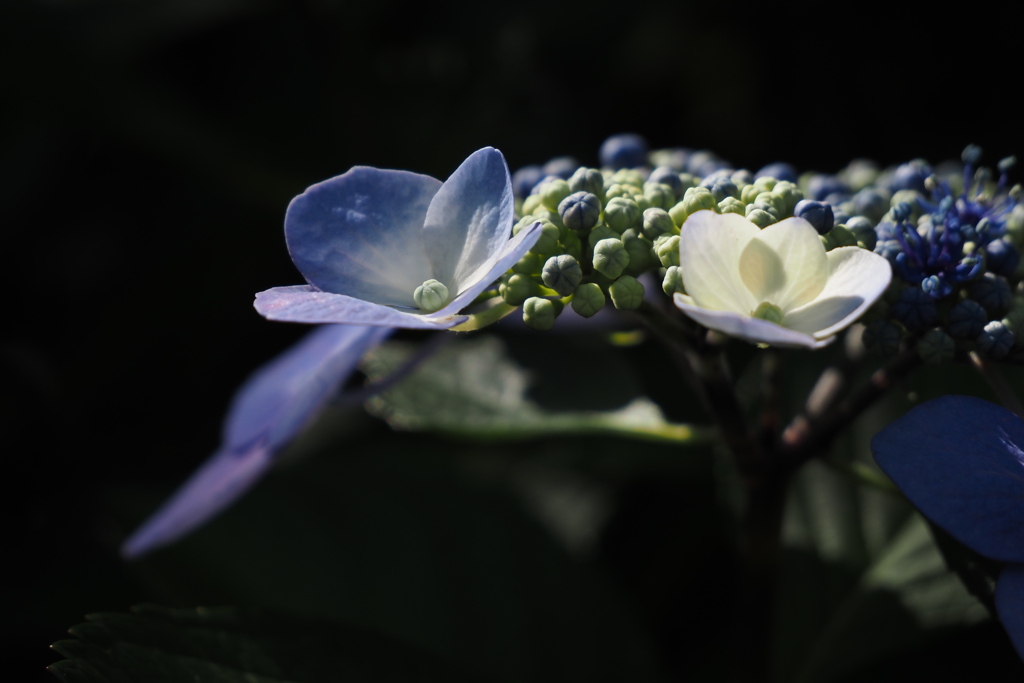 紫陽花