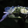 紫陽花