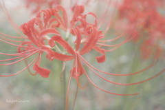 彼岸花