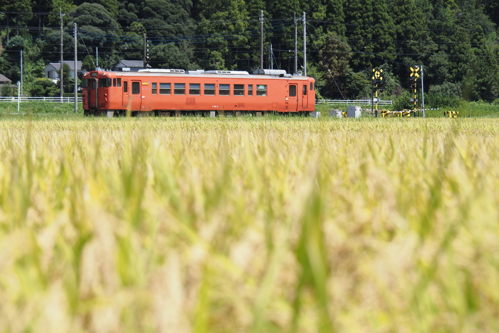 田んぼと踏切