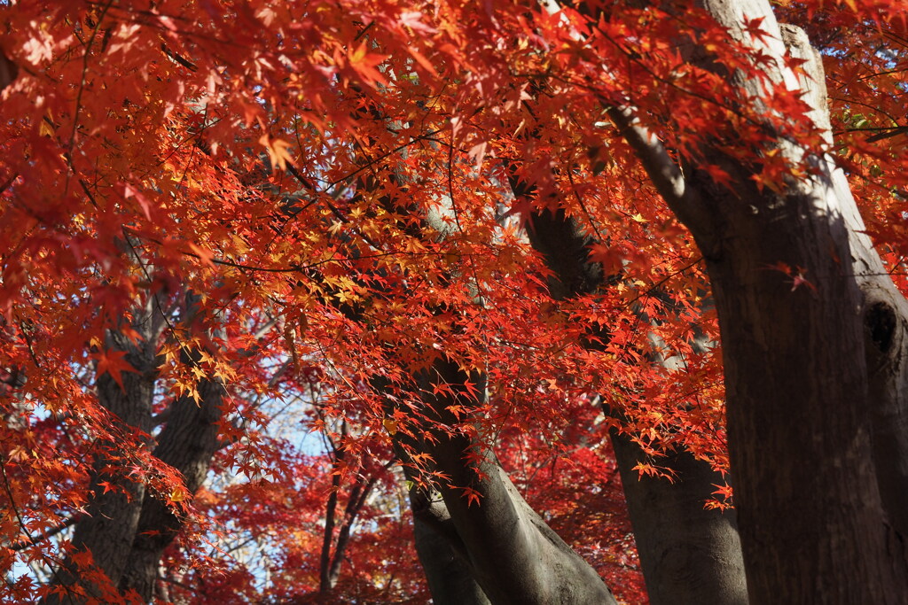 紅葉の森