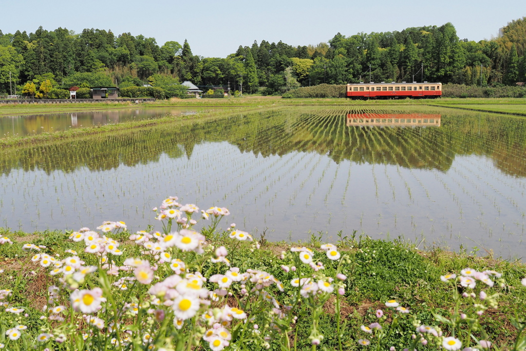 五月の田んぼ