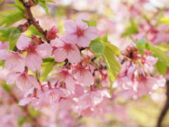 桜と若葉