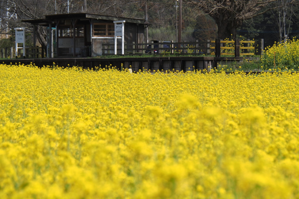 菜の花の駅
