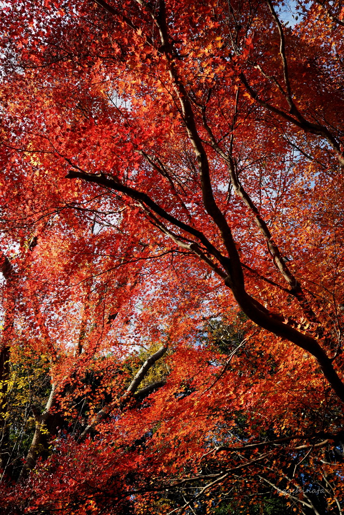 師走の紅葉