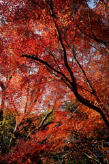 師走の紅葉