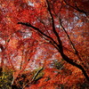 師走の紅葉