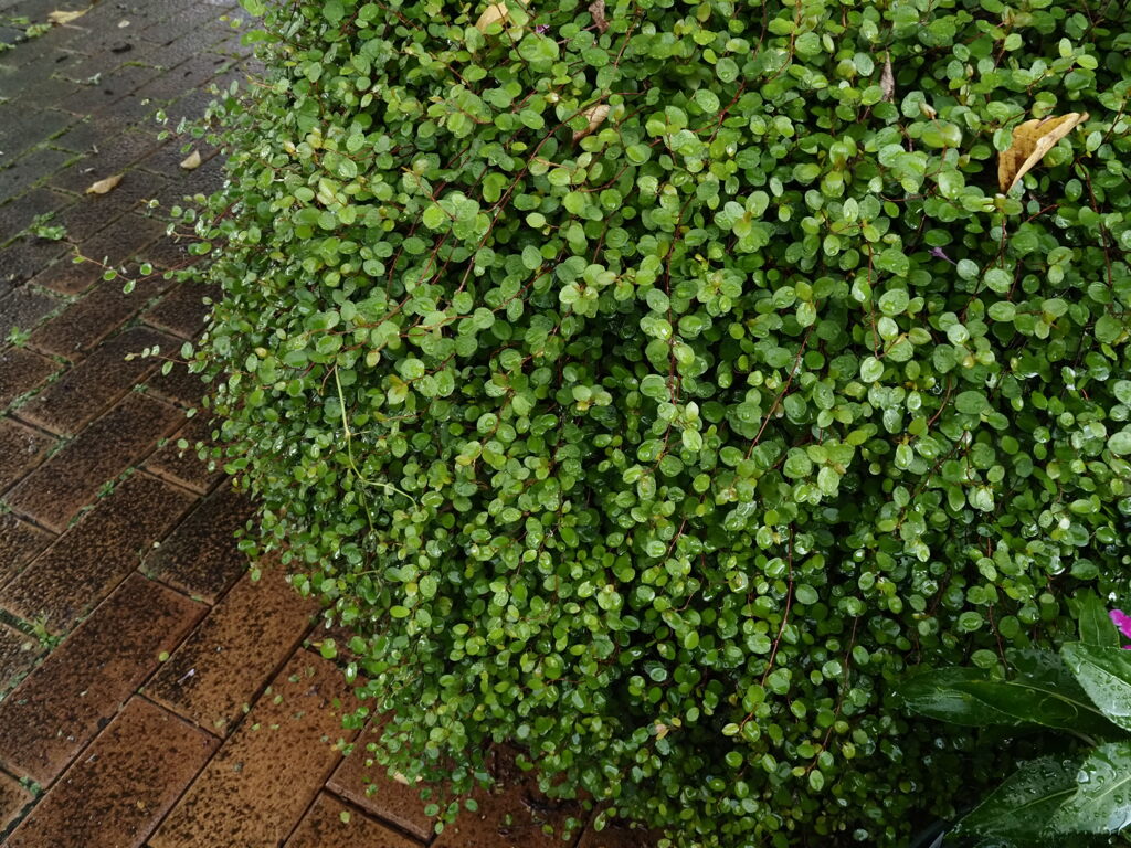 散歩中の雨宿り。