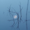 水面の月