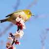 新春