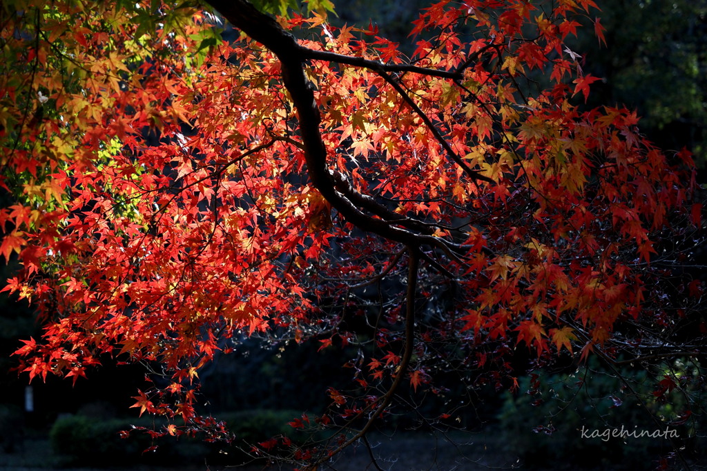 秋照らす