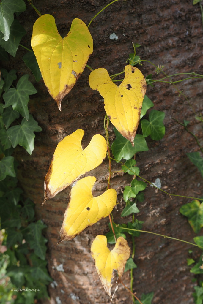 yellow hearts