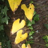 yellow hearts