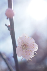 春陽
