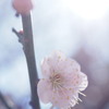 春陽